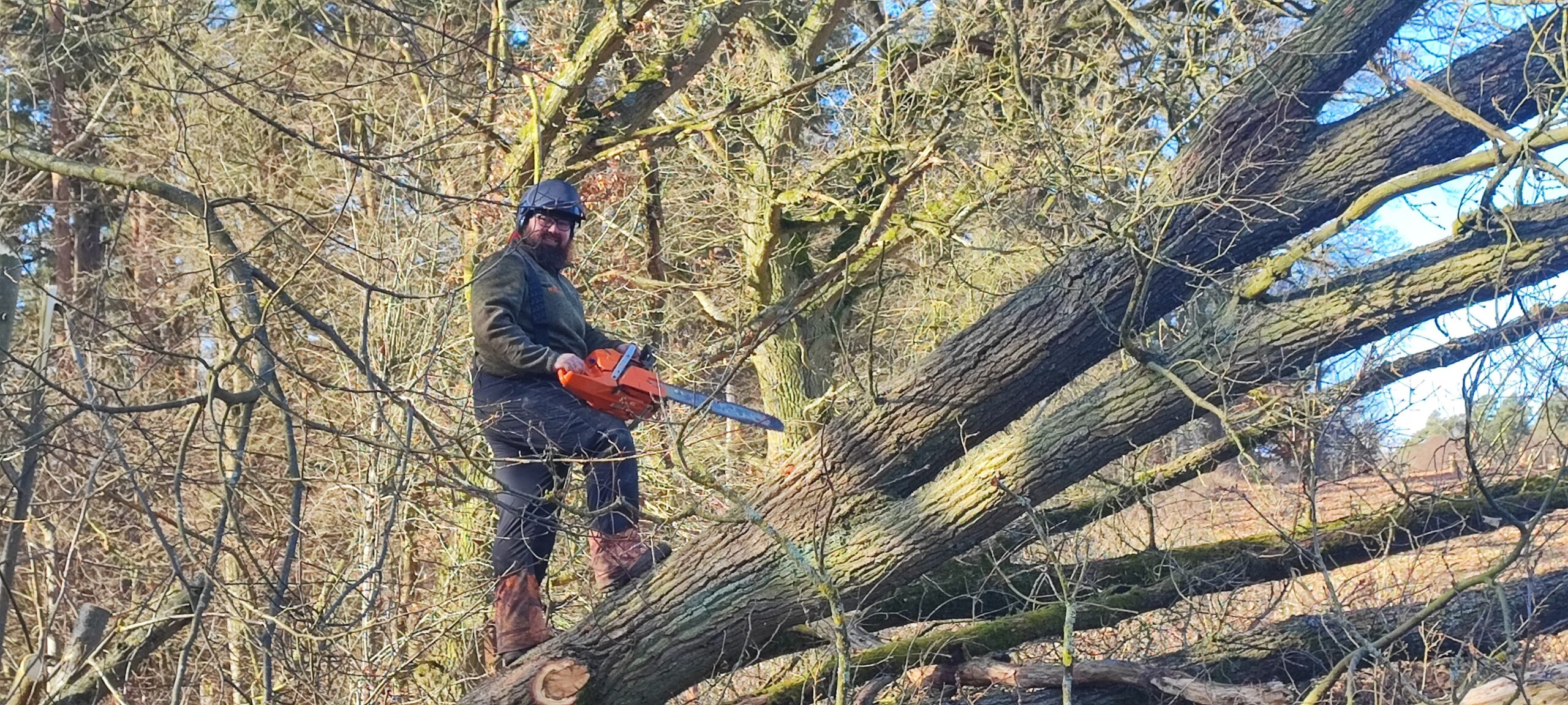 Baumfällung in Torgelow