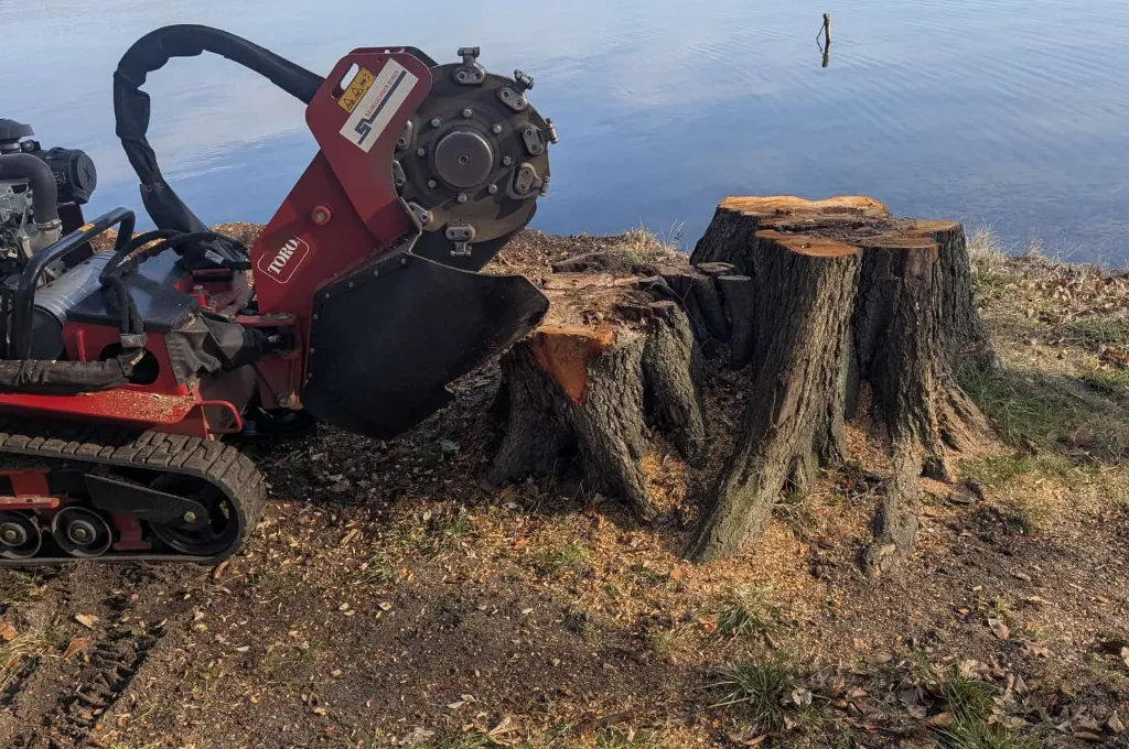 Baumstumpf Entfernen in Ueckermünde